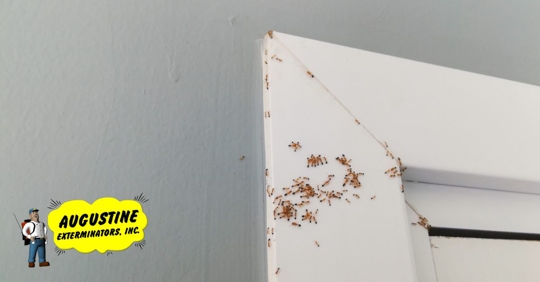 Group of red ants on wall