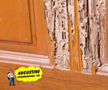 termites on door
