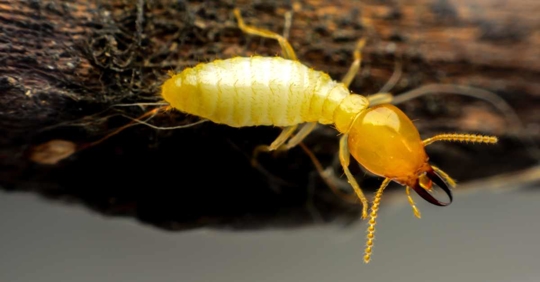 termite macro shot