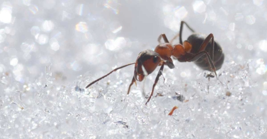 ant on snow