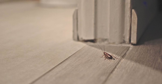 Cockroach on wooden floor in apartment house