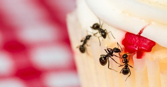 Ants on a cupcake
