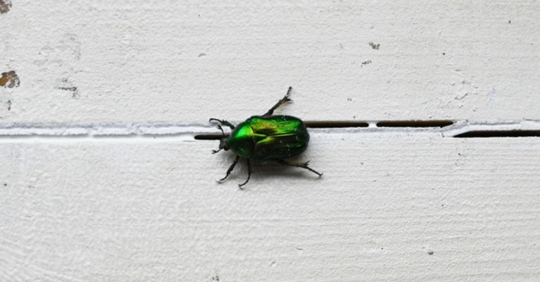green beetle crawls on a white wooden surface