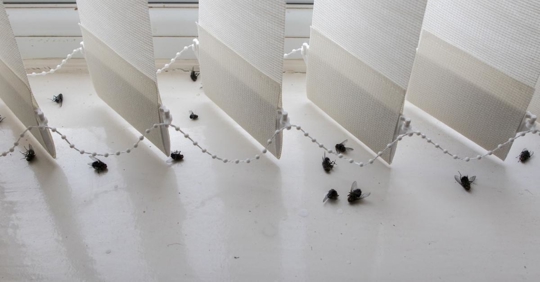 Dead house flies on a dirty window sill