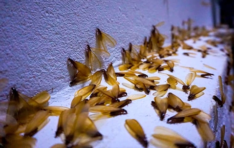 swarming termites resting inside of a home in kansas city missouri