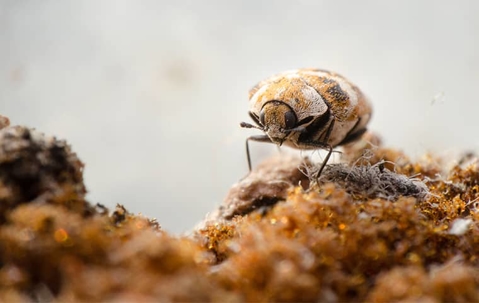 a carpet beetle crawling inside of a home in kansas city missouri