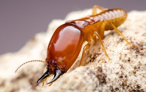 up close image of a termite crawling on saw dust