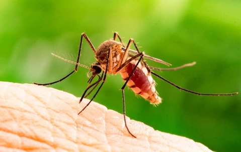 a mosquito biting a human
