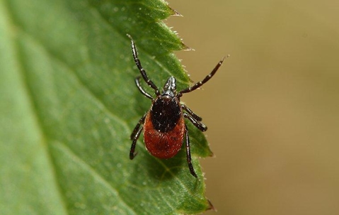 tick on leaf