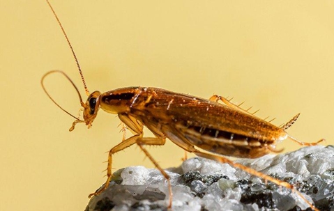 close up of german cockroach on rock