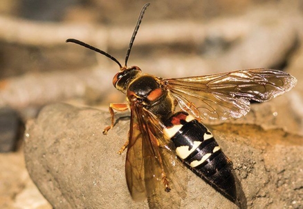 cicada killer wasp on a rock