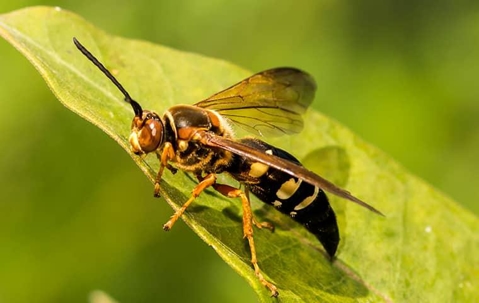 a cicada killer on a vibrant green leaf