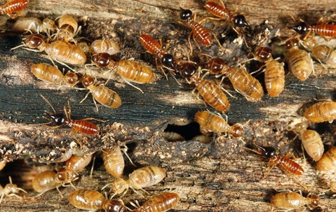 a termite infestation along a wooden structure in a kansas city home