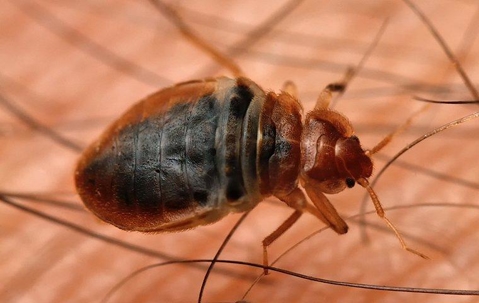 close up of bed bug
