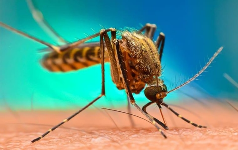 mosquito biting skin