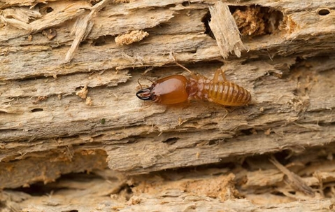 termite on wood