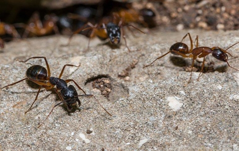 carpenter ants on the ground
