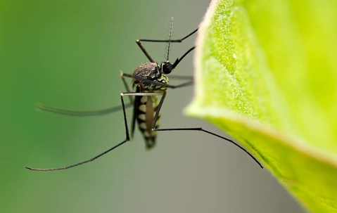 a mosquito on a leaf outside of a home in kansas city missouri