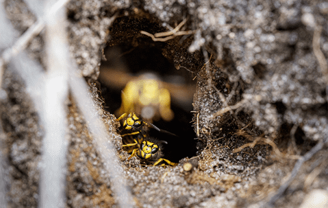 cicada killers in the ground