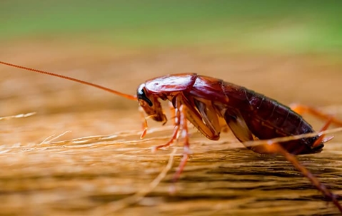 a cockroach on a broom inside of a home in kansas city missouri
