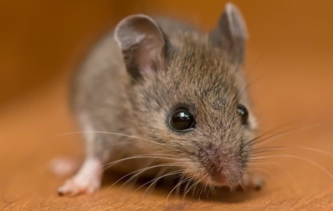 House mouse inside a Kansas City home.