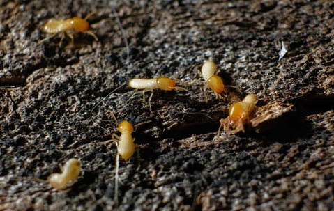 termites crawling on rotting wood inside of a home in kansas city missouri