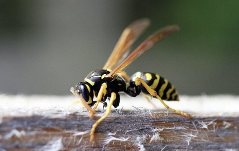 up close image of a yellow jacket