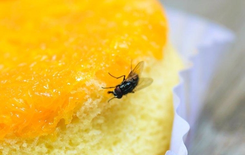 house fly on cake