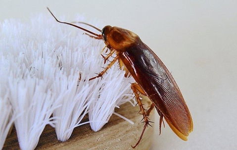 an american cockroach crawling on a toothbrush