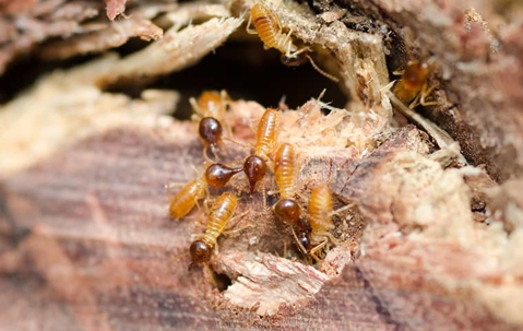 a termite infestation inside of a home in Kansas City Missouri