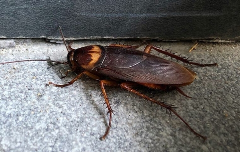 cockroach in home