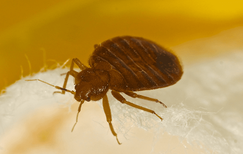 close up of bed bug on mattress