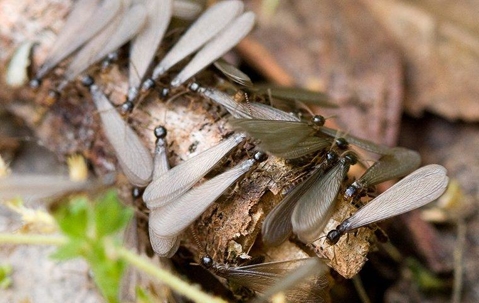 a colony of termites swarming on wood