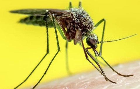 a mosquito biting the neck of a kansas city resident