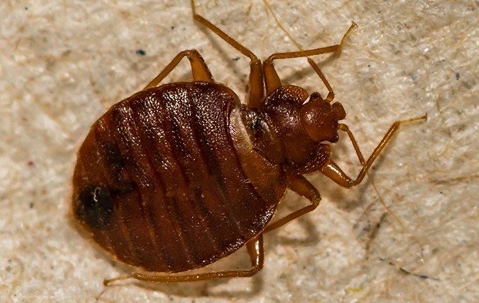 close up of bed bug