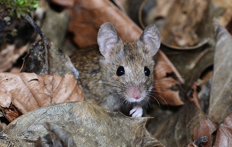 house mouse in leaves