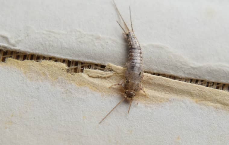 Silverfish
